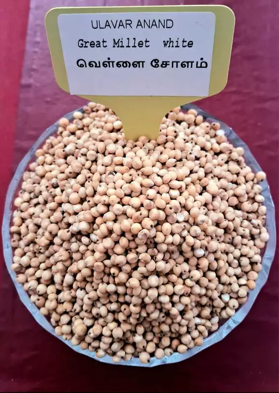 வெள்ளை சோளம் 500 G | Great Millet - white  500 G