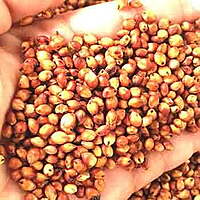 சிகப்பு சோளம் 500 G | Great Millet - Red 500 G