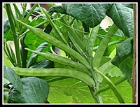 KOTHAVARAI - CLUSTER BEANS