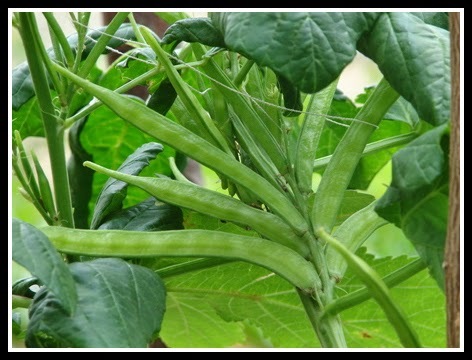 KOTHAVARAI - CLUSTER BEANS