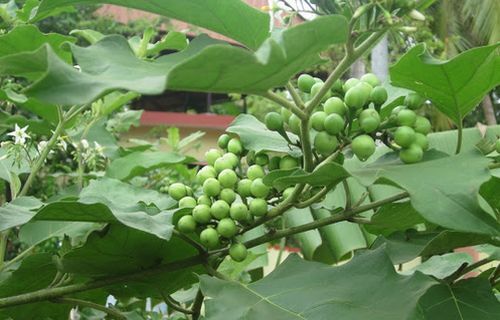 Turkey Berry (சுண்டைக்காய்)