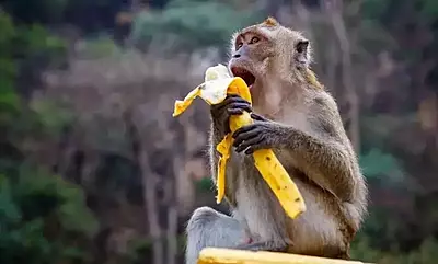 Monkey Feeding Seva in Govardhan (Single Day)