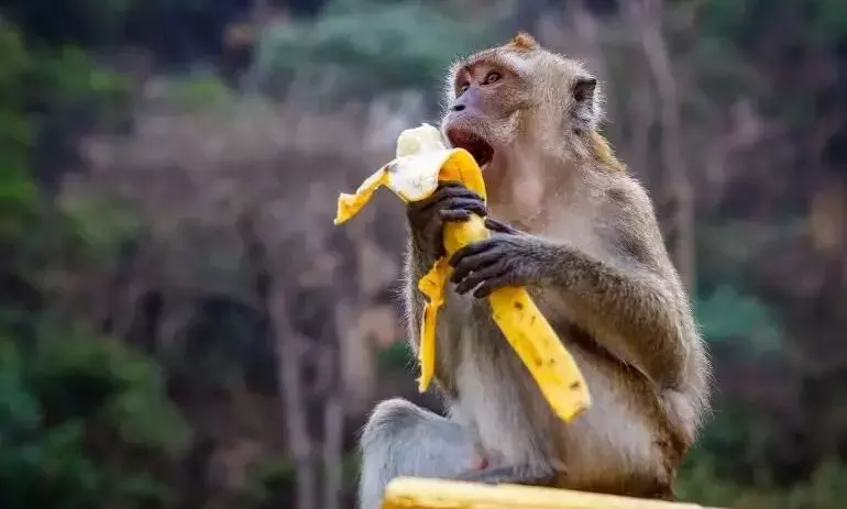 Monkey Feeding Seva in Govardhan (Single Day)