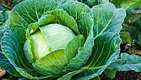 CABBAGE