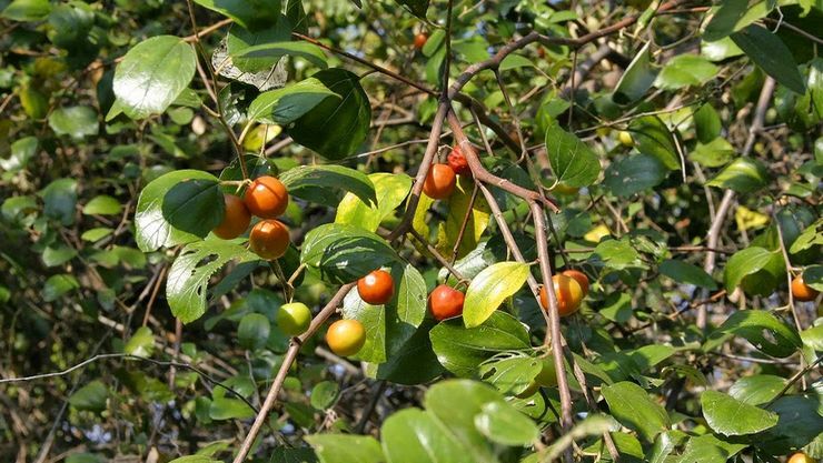 Ilanthai | Jujube (நாட்டு இலந்தை  )