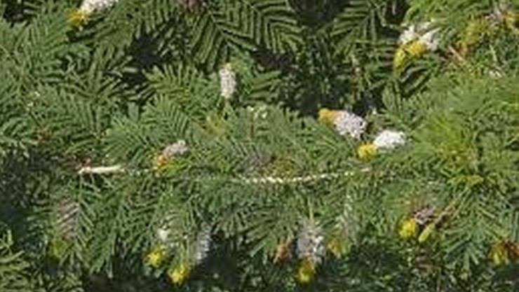 Vanni Maram | Khejri Tree (வன்னி மரம்)