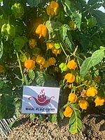 Yellow Carolina Reaper Pepper Flakes (1 Lb)