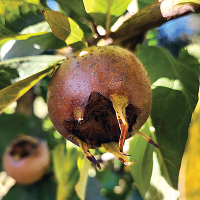 Royal Dwarf Medlar