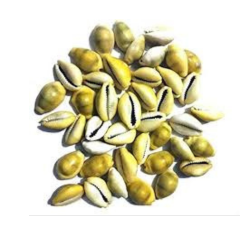 Lakshmi Cowrie Yellow Colour Pack of 21 Pieces