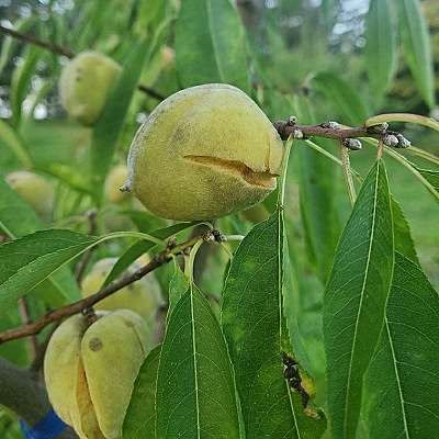 Javid Iranian Almond