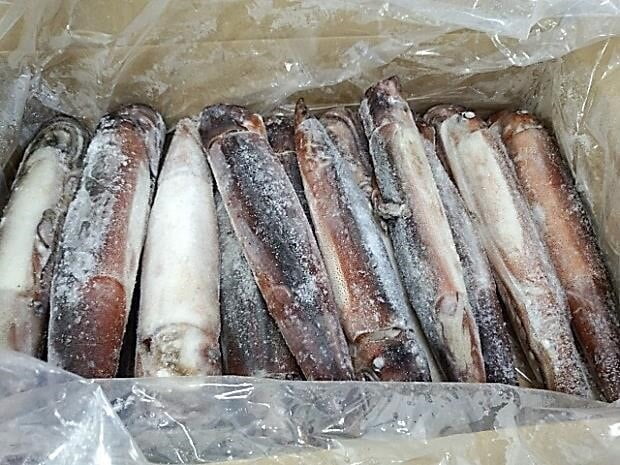 Surume Ika (31-35) IQF 8kg_17.6 lbs.