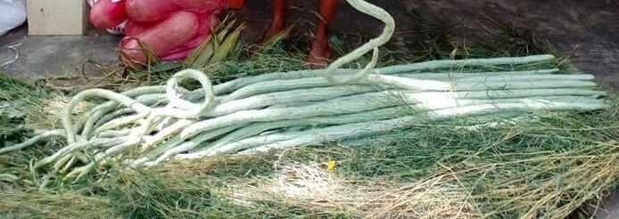 LONG SNAKE GOURD PUDALAI (நீள் புடலை)