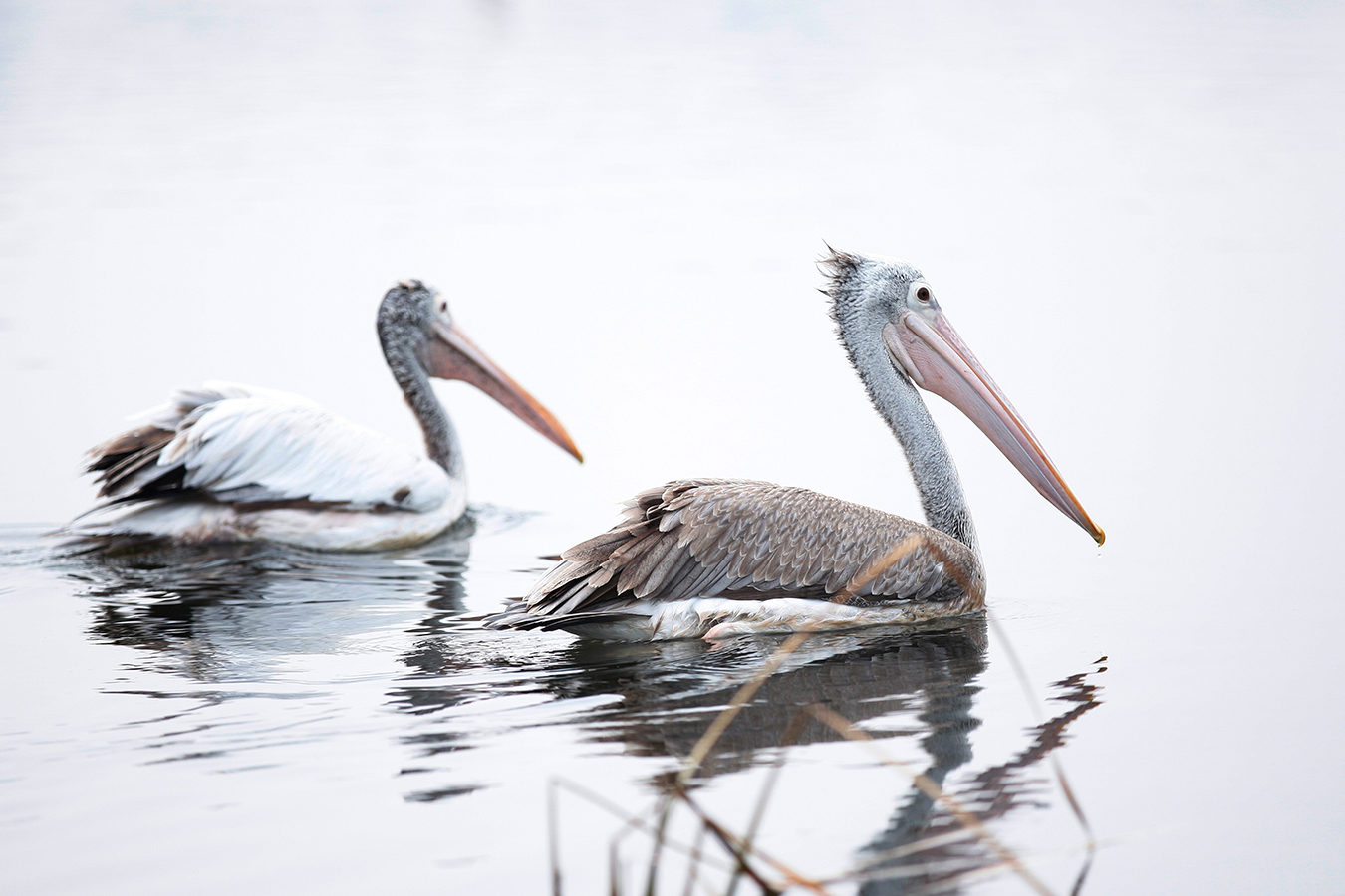 Pelican 01 Pelican 01