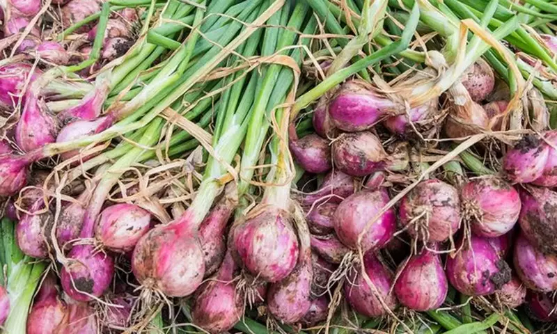 Small onion |சின்ன வெங்காயம்