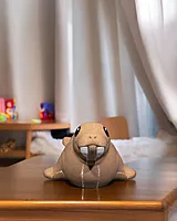 Atlantic Walrus