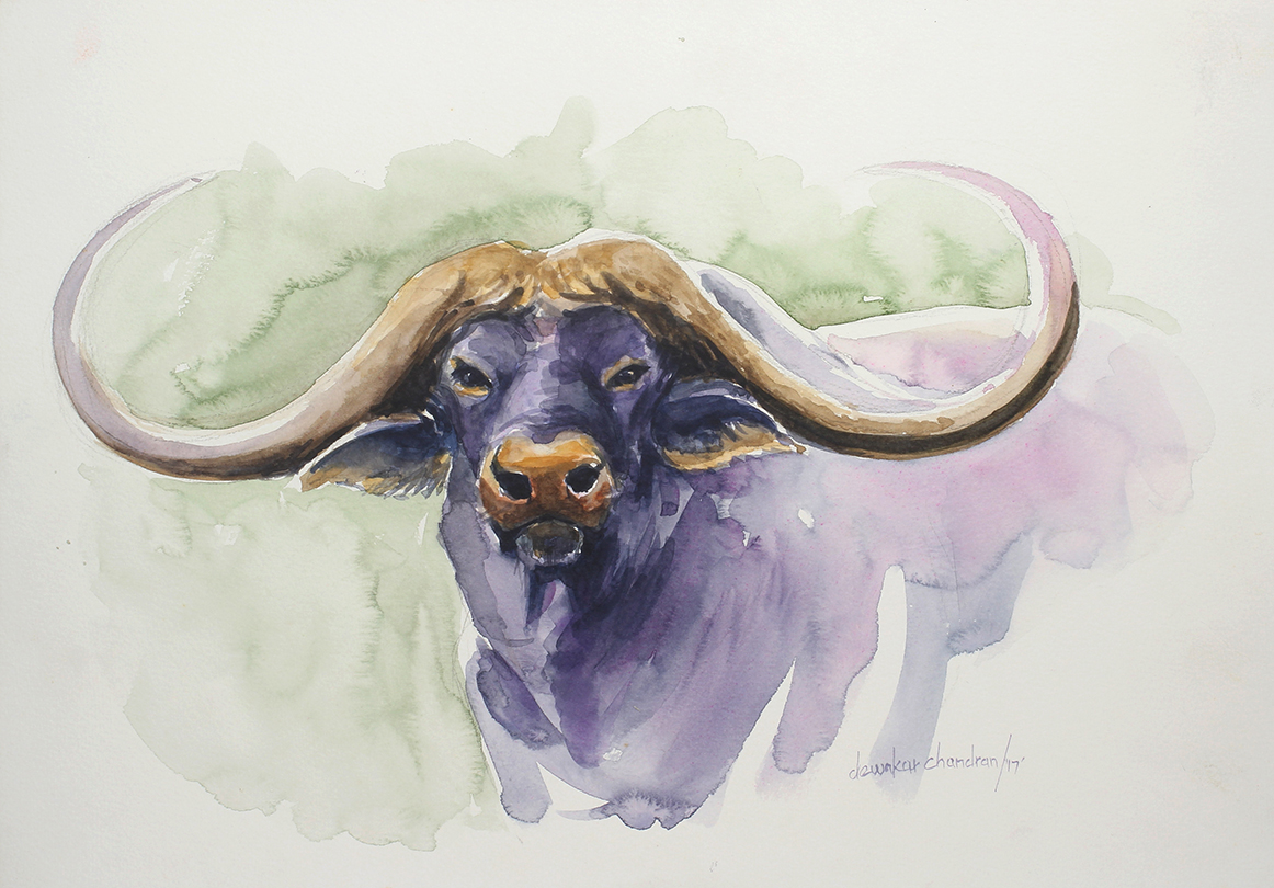 Africal Buffalo Africal Buffalo