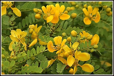 Amazkart Dried Avarampoo Flower