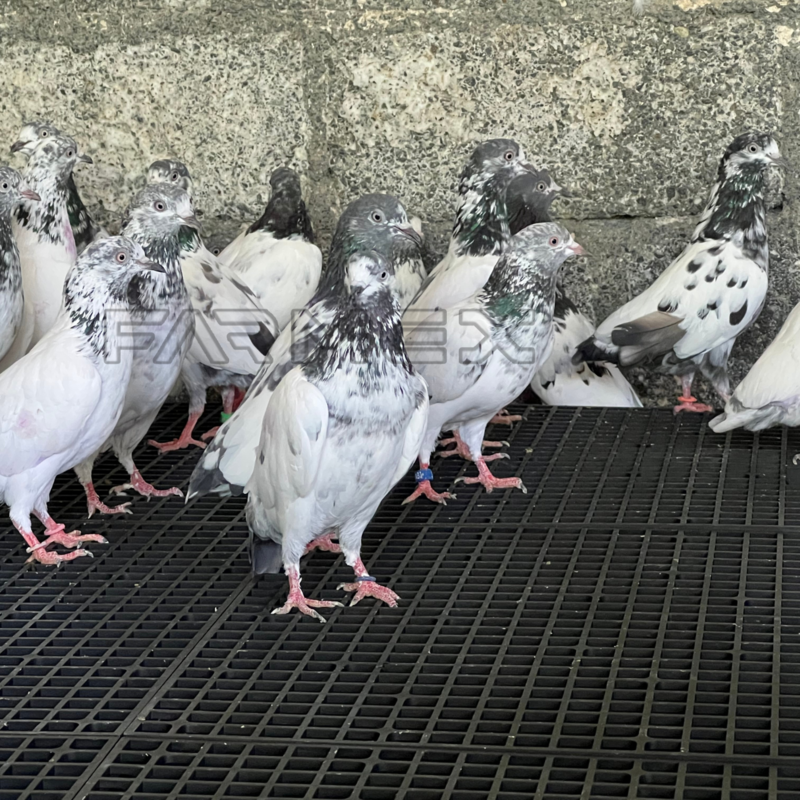 Plastic Flooring Slat with Support Leg 50x50 cm