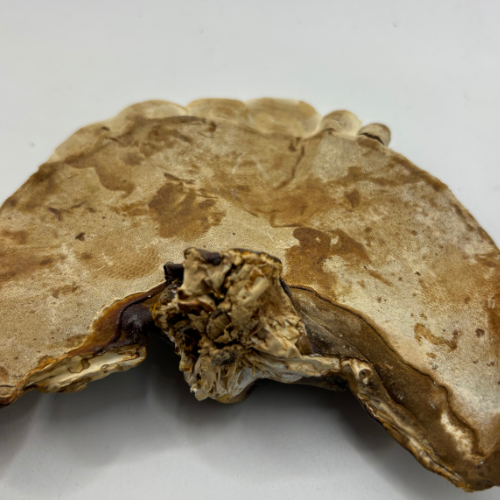 Seta Ganoderma Lucidum