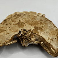 Seta Ganoderma Lucidum