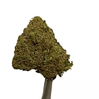 Pack "Marley y yo"