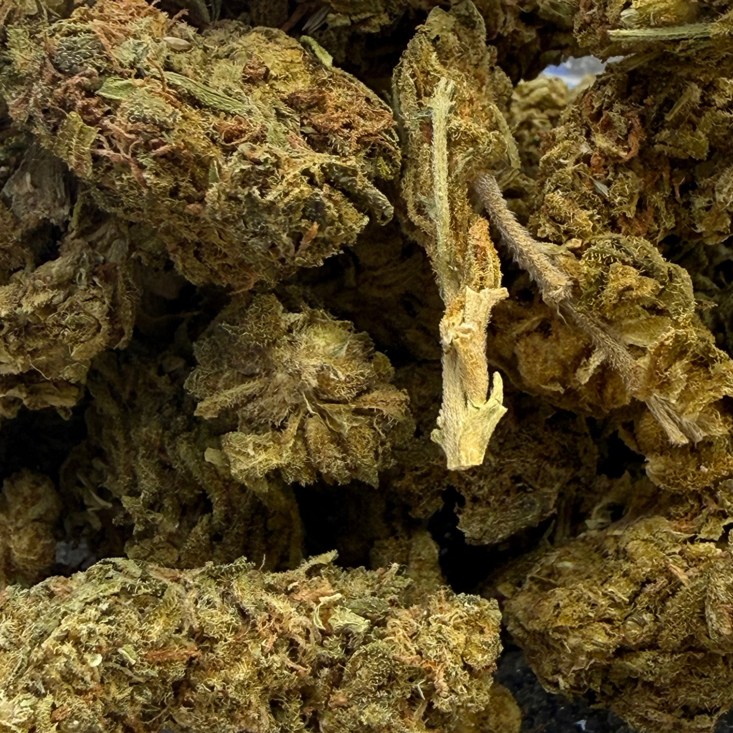 Jack Herer Indoor Básica