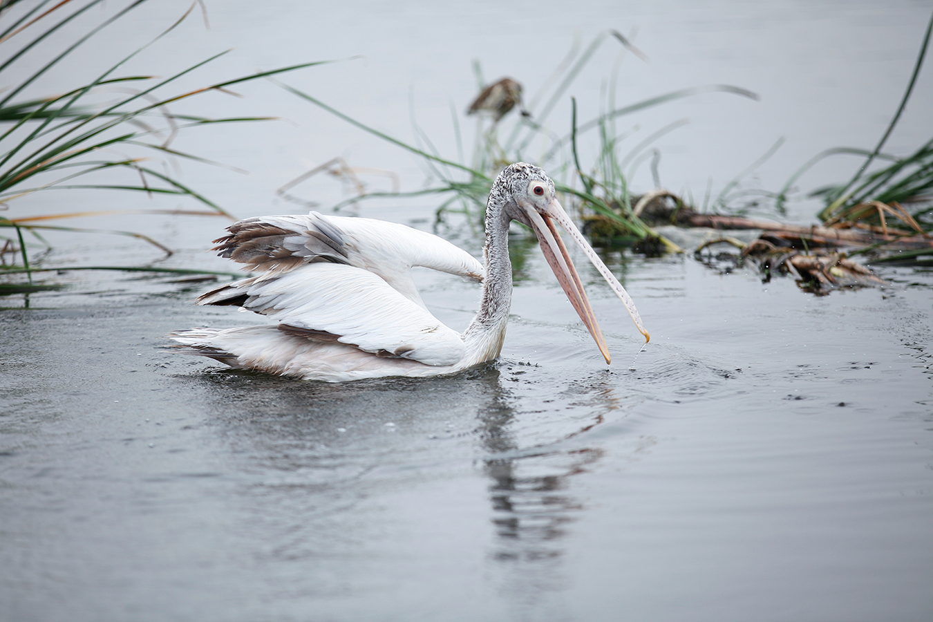 Pelican 02 Pelican 02