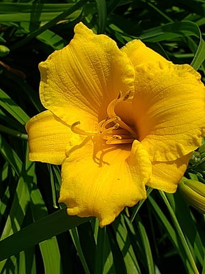 Hémérocalles Hémérocalles