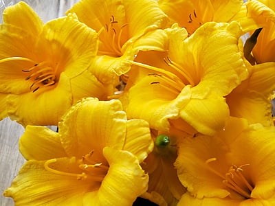 Hémérocalles Hémérocalles