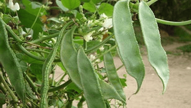 PATTAI AVARAI SEDI BROAD BEANS (செடி பட்டை அவரை)