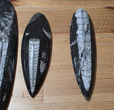 Orthoceras Fossils