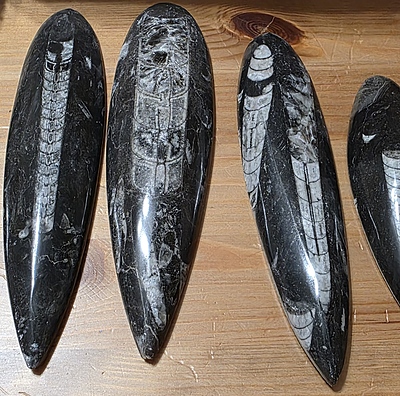 Orthoceras Fossils