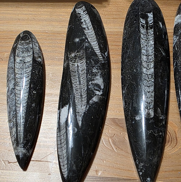 Orthoceras Fossils
