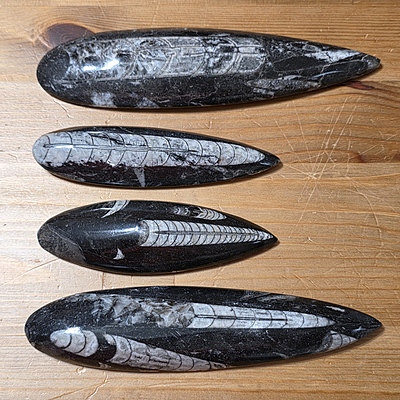 Orthoceras Fossils