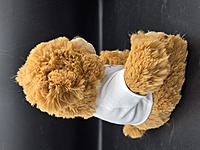 Thank You for Tolerating Me Teddy Bear