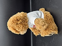 Still Not Sick of You Teddy Bear