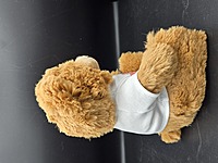 Still Not Sick of You Teddy Bear