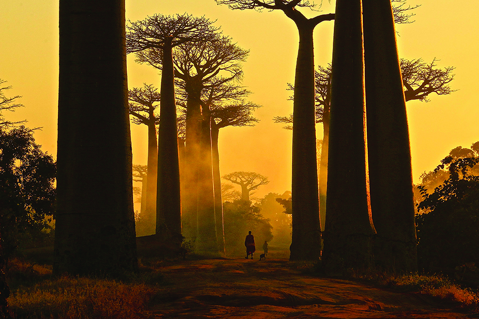 Peace Card 8 — Madagascar Morning Peace Card 8 — Madagascar Morning