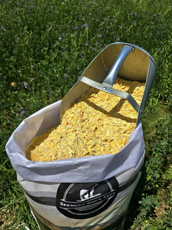 Rolled Corn.
