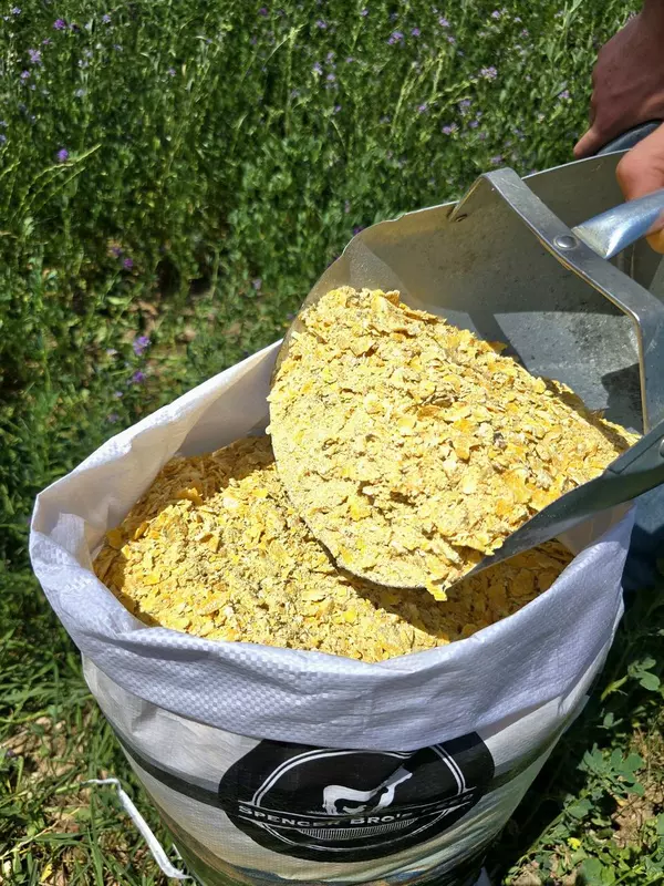 Rolled Corn.