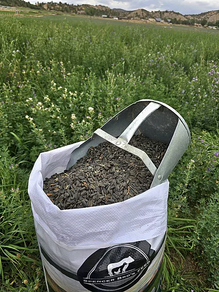 Black Sunflower Seeds.