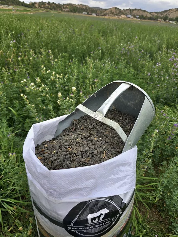 Black Sunflower Seeds.
