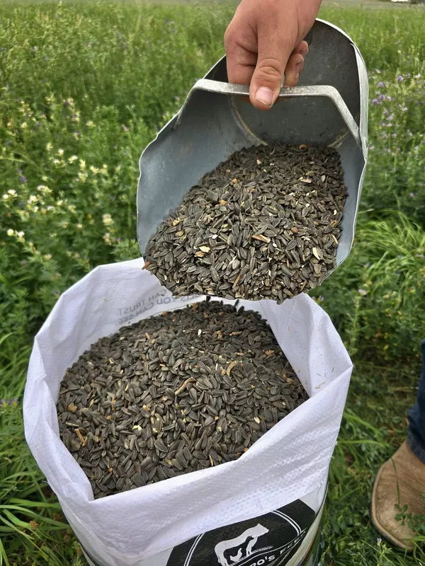 Black Sunflower Seeds.
