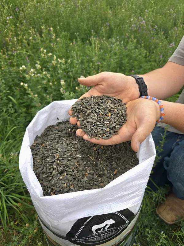 Black Sunflower Seeds.