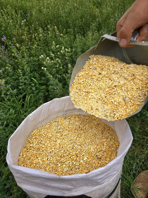 Cracked Corn.