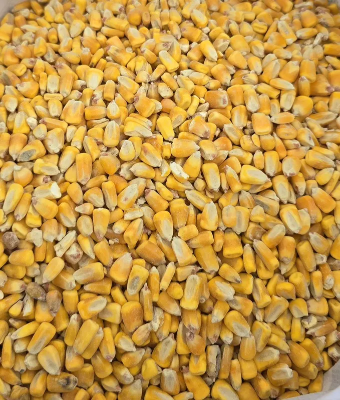Whole Corn.