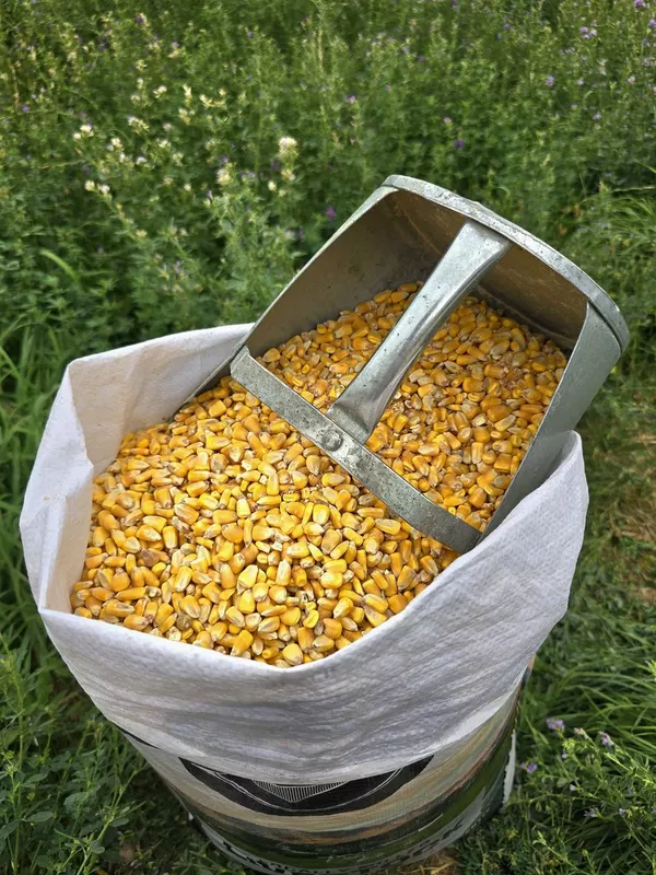 Whole Corn.