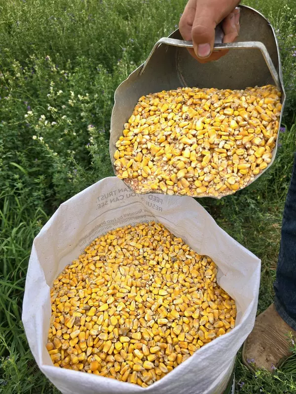 Whole Corn.