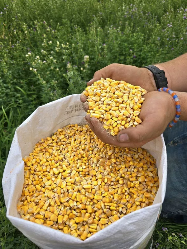 Whole Corn.