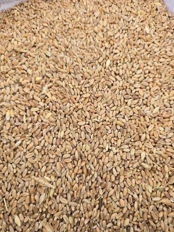 Whole Wheat.
